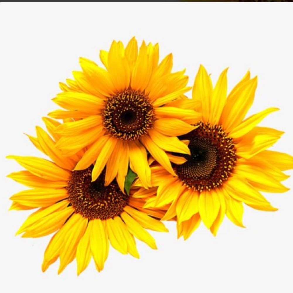 Meet your Posher, Daisy